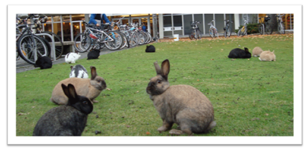 picture of rabbits in front of building