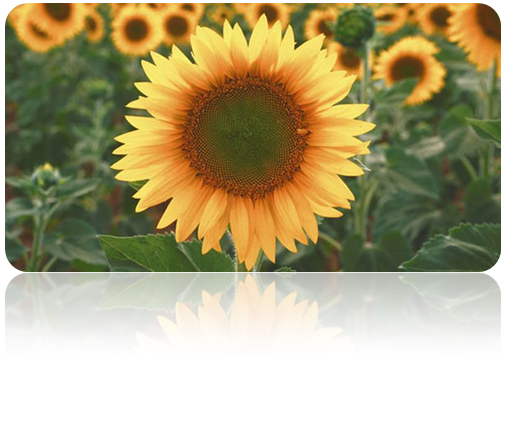 picture of sunflowers