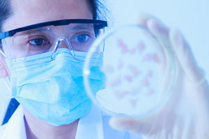 scientist examining petri dish