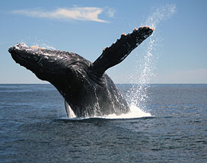 a humpback whale breaching