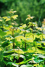 Green plants