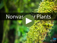 Nonvascular Plants