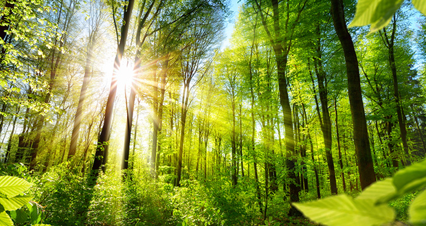 Sunlight coming through trees and plants in a forest