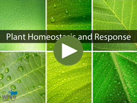 Plant Homestasis and Response Interactivity