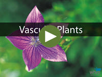 Vascular Plants Interactivity