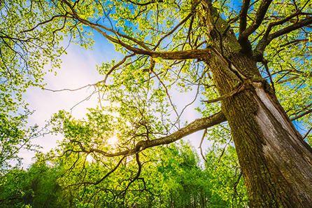  A large tree