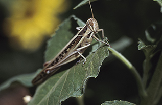 A grasshopper on a leaf