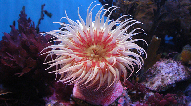 A colorful sea anemone