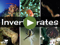 Invertebrates Interactivity