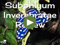 Subphlyum Invertebratae Review