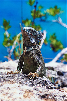 An iguana