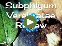 Subphylum Verebrate Review