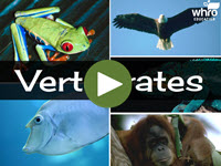 Vertebrates Interactivity