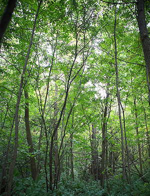 overgrown trees