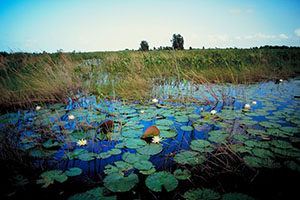 freshwater aquatic plants