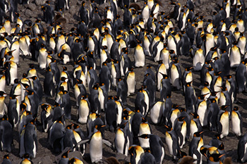 a population of penguins