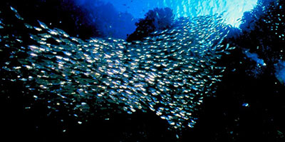 a school of fish