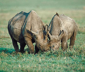 rhinoceri eating grass