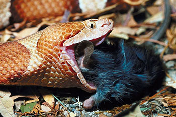 a snake eating a mouse