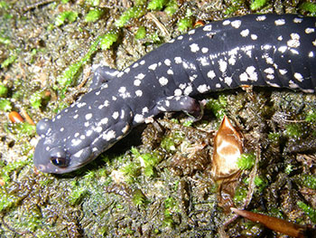 white-spotted slimy salamander