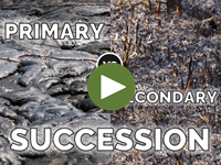 Primary vs. Secondary Succession