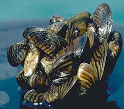 zebra mussels