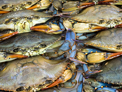 blue crabs