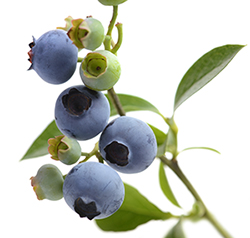 blueberries