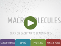 Macromolecules player