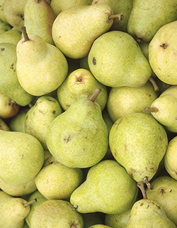 pears