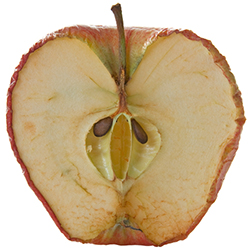 rotten apple