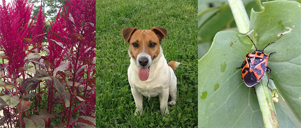 Plant, Dog, Bug