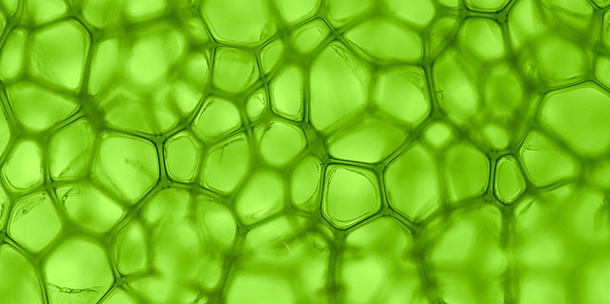 Plant cells