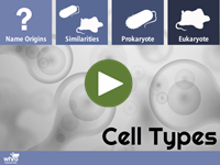 Cell Types