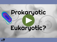 Prokaryotic or Eukaryotic?