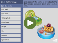 Cell Differences
