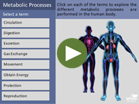 Metabolic Processes