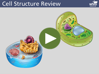 Cell Structure Review