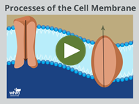 Processess of the Cell Membrane