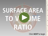 Surface to Volume Ratio