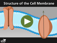 Structure of the Cell Membrane