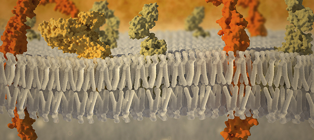 Cell Membrane