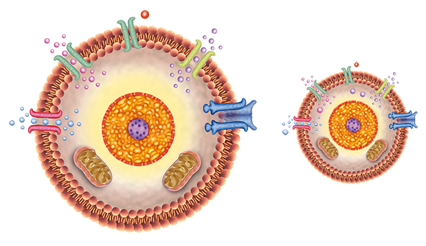 cell membranes