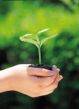 Holding a plant