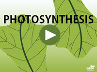 Photosynthesis