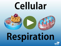 Cellular Respiration