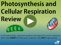 Photosynthesis and Cellular Respiration Review