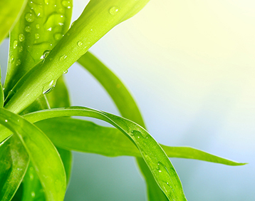 Plant with dew drops