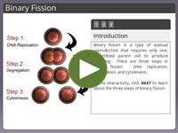 Binary Fission