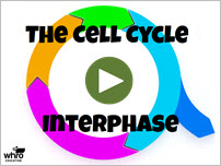 The Cell Cycle: Interphase